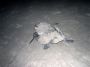 Nic - 160 * Some of us chose to travel a couple of hours by bus to witness the arribada for ourselves at La Flor wildlife refuge. Care was taken with our use of lights as to not scare off or distract the arriving turtles.